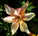 Лилия азиатский гибрид махровая (Lilium asiatic hybrid plenus)